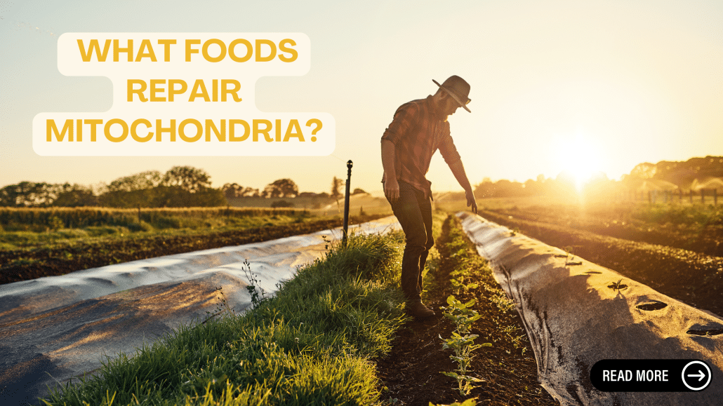 What Foods Repair Mitochondria?