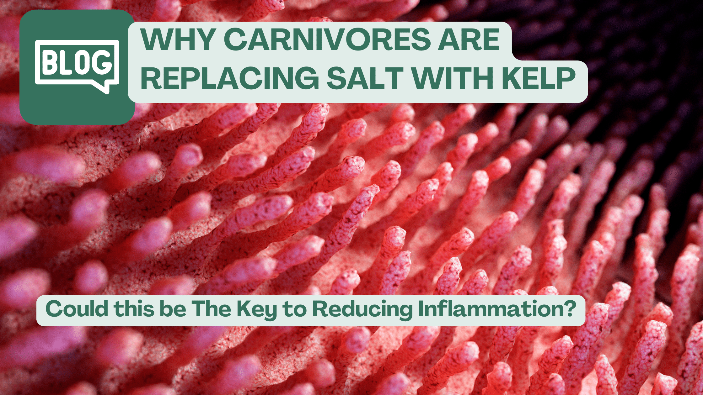 Why Carnivores are replacing Salt with Kelp